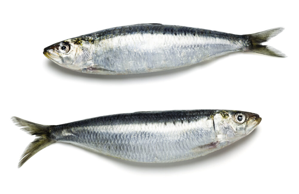 Recherche scientifique : pourquoi les sardines rétrécissent-elles ?